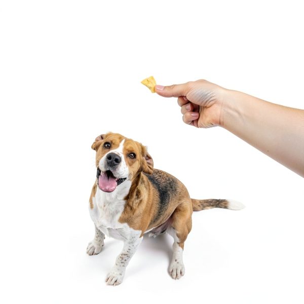 Pet 'n Shape Chik 'n Hide Twists – Chicken Wrapped Rawhide Natural Dog Treats, Small, 16 oz-5